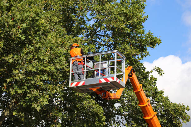 Trusted Earle, AR Tree Services Experts